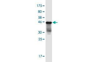 Western Blot detection against Immunogen (36. (GABRA4 Antikörper  (AA 401-500))