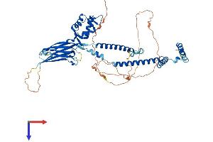 SMARCD2 Protein (AA 1-531) (His tag)