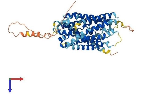 SLC38A1 Protein (AA 1-485) (His tag)