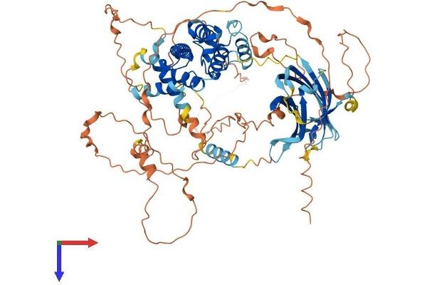 SYDE1 Protein (AA 1-735) (His tag)