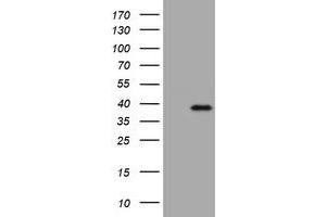 Image no. 1 for anti-Kallikrein 8 (KLK8) (AA 33-260) antibody (ABIN1491427) (Kallikrein 8 Antikörper  (AA 33-260))