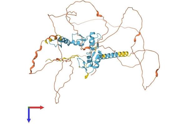 GLIS2 Protein (AA 1-521) (His tag)
