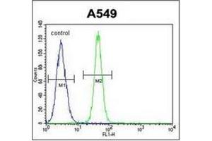 Flow cytometric analysis of A549 cells using FBXO24 Antibody  (right histogram) compared to a negative control cell (left histogram).