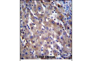 RPGR Antibody (C-term) (ABIN656160 and ABIN2845491) immunohistochemistry analysis in formalin fixed and paraffin embedded human liver tissue followed by peroxidase conjugation of the secondary antibody and DAB staining. (RPGR Antikörper  (AA 744-772))