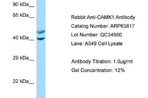 Western Blotting (WB) image for anti-Calcium/calmodulin-Dependent Protein Kinase I (CAMK1) (N-Term) antibody (ABIN970275) (CAMK1 Antikörper  (N-Term))