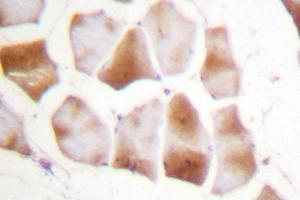 Image no. 1 for anti-Actin (pan) antibody (ABIN271986) (Actin Antikörper  (pan))