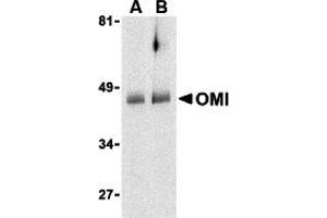 Western Blotting (WB) image for anti-HtrA Serine Peptidase 2 (HTRA2) (C-Term) antibody (ABIN1030560) (HTRA2 Antikörper  (C-Term))