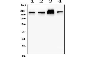 Western blot analysis of FLNA using anti-FLNA antibody (ABIN7601782).