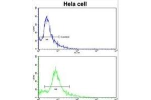 Flow cytometric analysis of hela cells using PDRG Antibody (N-term)(bottom histogram) compared to a negative control cell (top histogram). (PDRG1 Antikörper  (N-Term))