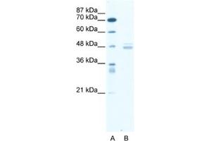 Western Blotting (WB) image for anti-LIM Domain Binding 1 (LDB1) antibody (ABIN2461588) (LIM Domain Binding 1 Protein Antikörper)