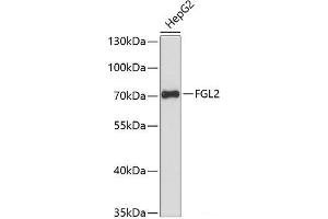 Western blot analysis of extracts of HepG2 cells using FGL2 Polyclonal Antibody at dilution of 1:3000. (FGL2 Antikörper)