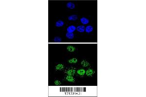 Confocal immunofluorescent analysis of MEF2A Antibody with Hela cell followed by Alexa Fluor 488-conjugated goat anti-rabbit lgG (green). (MEF2A Antikörper  (AA 453-479))