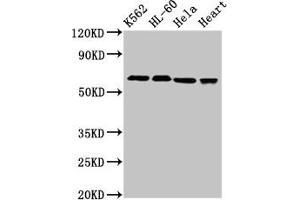 Western Blot Positive WB detected in: K562 whole cell lysate, HL60 whole cell lysate, Hela whole cell lysate, Rat heart tissue All lanes: UBASH3A antibody at 3 μg/mL Secondary Goat polyclonal to rabbit IgG at 1/50000 dilution Predicted band size: 75, 70, 60 kDa Observed band size: 70 kDa (UBASH3A Antikörper  (AA 287-455))