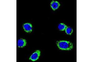 Immunofluorescence (IF) image for anti-Small Nuclear Ribonucleoprotein Polypeptide E (SNRPE) antibody (ABIN3003509)