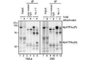 IP-Western blot analysis of human cell extracts using ATF6 monoclonal antibody, clone 1-7 . (ATF6 Antikörper  (N-Term))