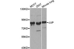Western blot analysis of extracts of various cell lines, using JUP antibody. (JUP Antikörper  (AA 1-300))