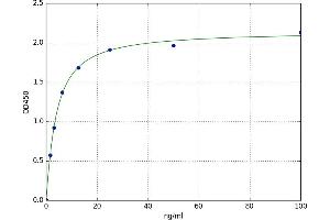Talin (TLN) ELISA Kit