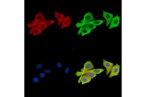ABIN7096864 and ABIN7100930 staining HepG2 cells by IF/ICC.