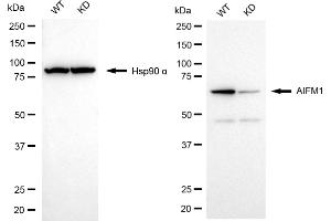 Western blotting analysis using AIFM1 antibody (ABIN7797632).