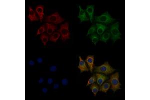 ABIN6260181 and ABIN6277800 staining HepG2 cells by IF/ICC. (BACE1 Antikörper  (C-Term))