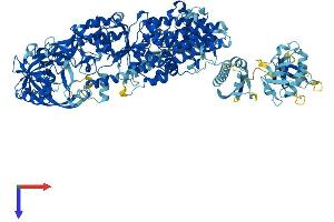 IARS Protein (AA 1-1262) (His tag)