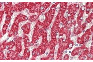 Detection of GBA in Human Liver Tissue using Polyclonal Antibody to Glucocerebrosidase (GBA) (GBA Antikörper  (AA 117-214))