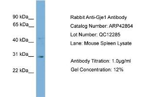 WB Suggested Anti-Gje1 Antibody Titration:  0. (GJE1 Antikörper  (N-Term))