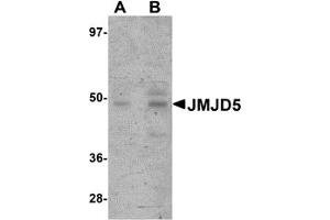 Western Blotting (WB) image for anti-Jumonji Domain Containing 5 (JMJD5) (C-Term) antibody (ABIN1030455) (JMJD5 Antikörper  (C-Term))