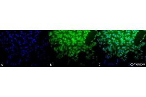 Immunocytochemistry/Immunofluorescence analysis using Rabbit Anti-HSF1 Polyclonal Antibody .