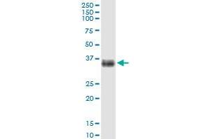 Immunoprecipitation of SLC14A1 transfected lysate using anti-SLC14A1 MaxPab rabbit polyclonal antibody and Protein A Magnetic Bead , and immunoblotted with SLC14A1 purified MaxPab mouse polyclonal antibody (B01P) . (SLC14A1 Antikörper  (AA 1-389))