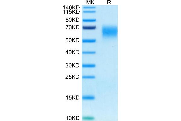 CD200R1 Protein (His-Avi Tag)