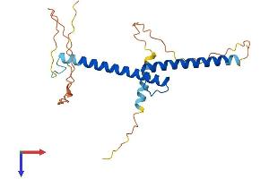 Myogenin Protein (AA 1-224) (His tag)