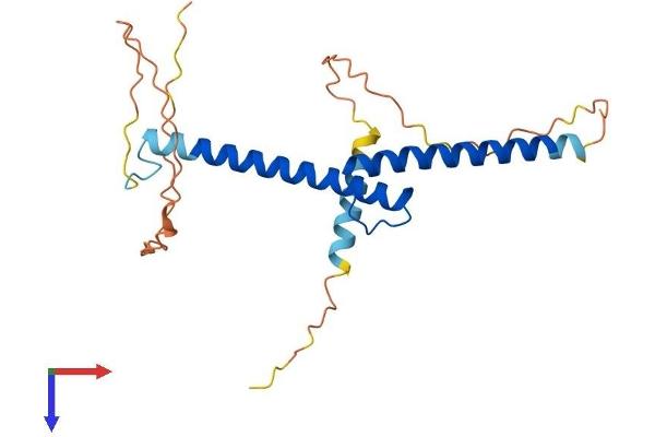 Myogenin Protein (AA 1-224) (His tag)