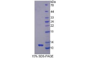 SDS-PAGE analysis of Human GNg2 Protein. (GNG2 Protein)