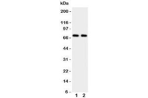 Western Blotting (WB) image for anti-Prolactin Receptor (PRLR) (C-Term) antibody (ABIN3032320)
