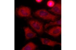 Immunofluorescence (IF) image for anti-Lactate Dehydrogenase A (LDHA) (AA 1-332), (N-Term) antibody (ABIN492379) (Lactate Dehydrogenase A Antikörper  (N-Term))