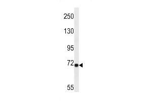 Western blot analysis in A549 cell line lysates (35ug/lane). (LRP10 Antikörper  (N-Term))