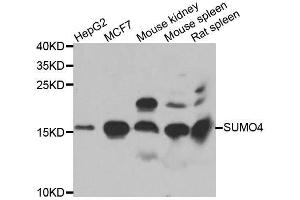 Western blot analysis of extracts of various cell lines, using SUMO4 antibody. (SUMO4 Antikörper  (AA 1-95))