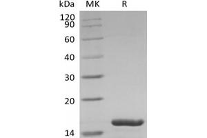 Western Blotting (WB) image for Interleukin 1 Family, Member 6 (IL1F6) (Active) protein (ABIN7319787) (IL36A/IL1F6 Protein)
