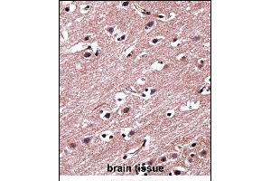 RORB Antibody (C-term) ((ABIN657975 and ABIN2846921))immunohistochemistry analysis in formalin fixed and paraffin embedded human brain tissue followed by peroxidase conjugation of the secondary antibody and DAB staining. (RORB Antikörper  (C-Term))