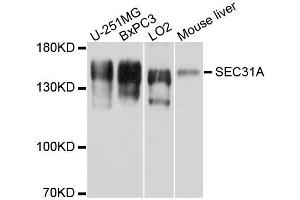 Western blot analysis of extracts of various cell lines, using SEC31A antibody. (SEC31A Antikörper)