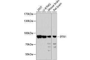 Western blot analysis of extracts of various cell lines, using IFT81 antibody  at 1:3000 dilution. (IFT81 Antikörper  (AA 550-676))