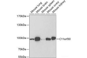 Western blot analysis of extracts of various cell lines using C11orf30 Polyclonal Antibody at dilution of 1:1000.