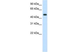 Western Blotting (WB) image for anti-E74-Like Factor 3 (Ets Domain Transcription Factor, Epithelial-Specific) (ELF3) antibody (ABIN2460403) (ELF3 Antikörper)
