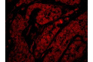 Immunofluorescence (IF) image for anti-RAD9 Homolog A (S. Pombe) (RAD9A) (C-Term) antibody (ABIN7449007) (RAD9A Antikörper  (C-Term))
