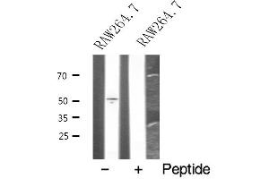 Western blot analysis of extracts from RAW264. (HCRTR1 Antikörper  (C-Term))