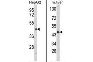 (LEFT) Western blot analysis of HPD Antibody (N-term) in HepG2 cell line lysates (35ug/lane).