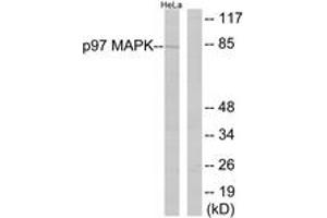 Western Blotting (WB) image for anti-Mitogen-Activated Protein Kinase 6 (MAPK6) (AA 155-204) antibody (ABIN2888833) (MAPK6 Antikörper  (AA 155-204))