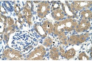 Human kidney (ADH4 Antikörper  (Middle Region))