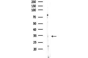 Western blot analysis of lysates from COS-7 cells(heat-shock, 45 min treatment), using OR7 Antibody at 1/1000 dilution.